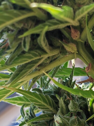 Growreport Bild 1