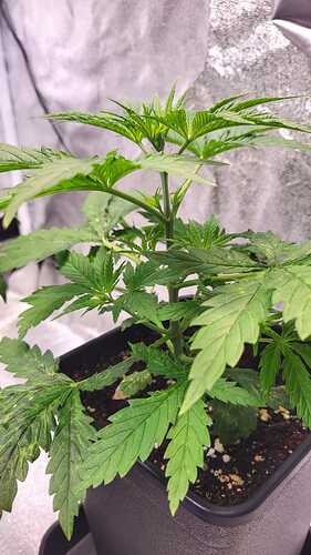 Growreport Bild 15
