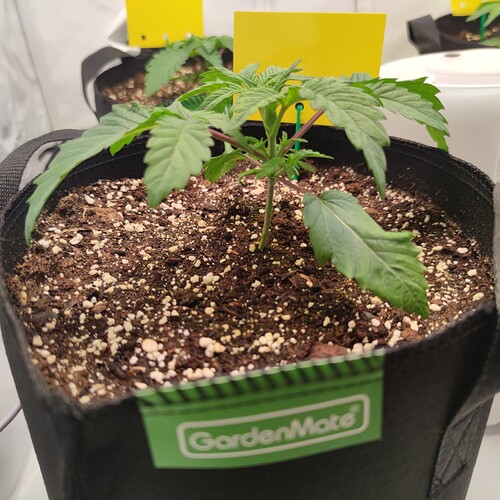 Growreport Bild 6
