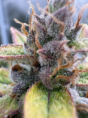 Growreport Bild 23
