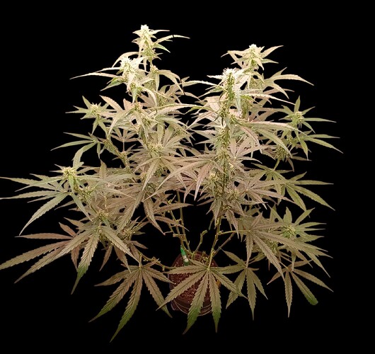 Growreport Bild 9