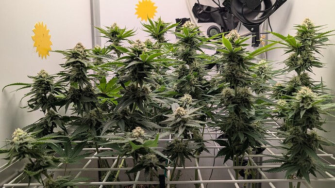 Growreport Bild 31