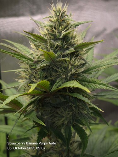 Growreport Bild 15
