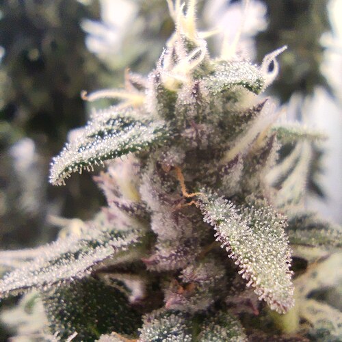 Growreport Bild 13