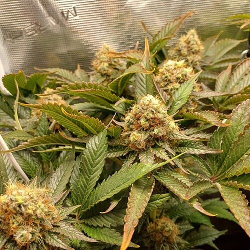 Growreport Bild 6