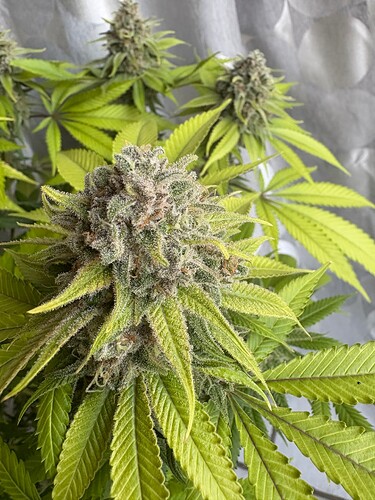 Growreport Bild 17