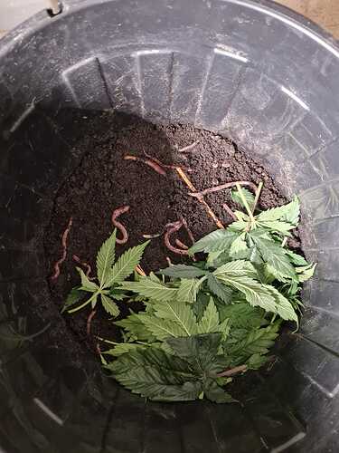 Growreport Bild 8