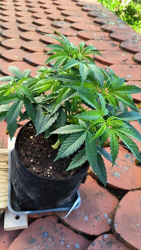 Growreport Bild 7