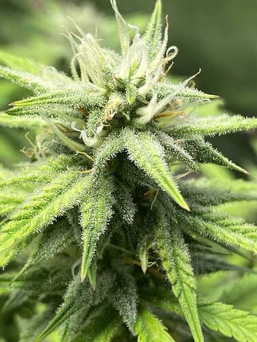 Growreport Bild 47