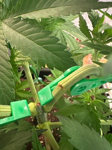 Growreport Bild 47
