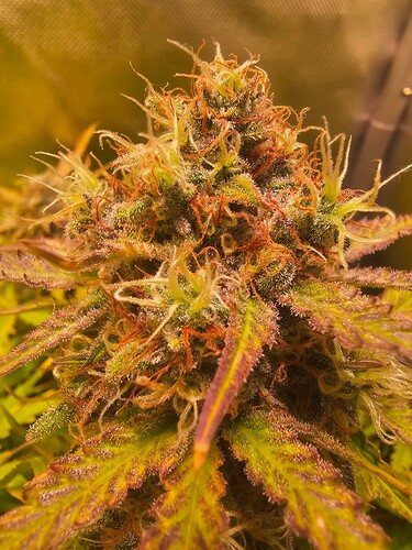 Growreport Bild 33