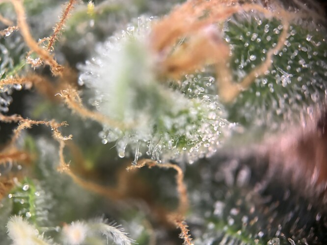 Growreport Bild 63