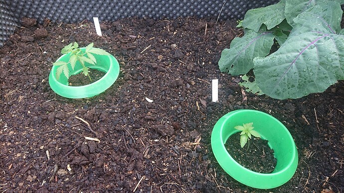 Growreport Bild 6