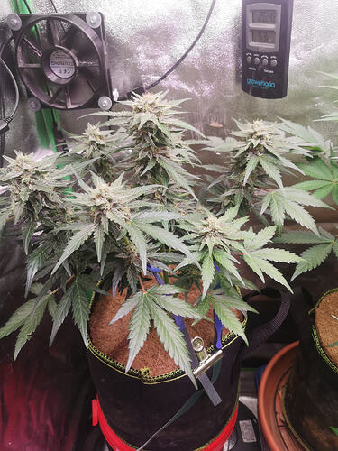 Sensi_Amnesia_H