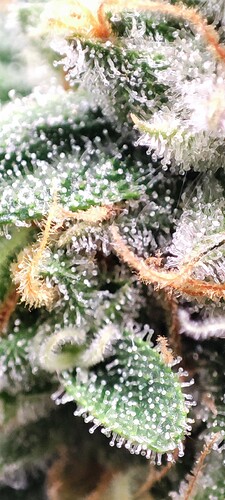 Growreport Bild 15