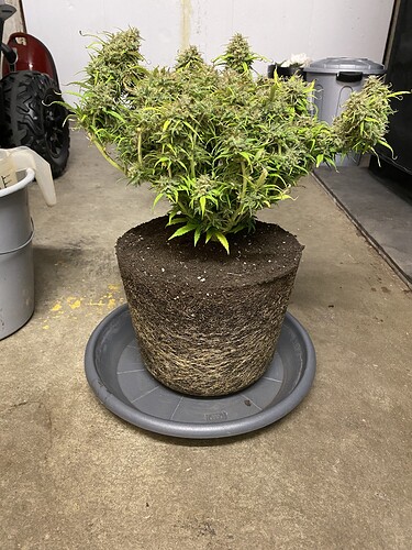 Growreport Bild 83