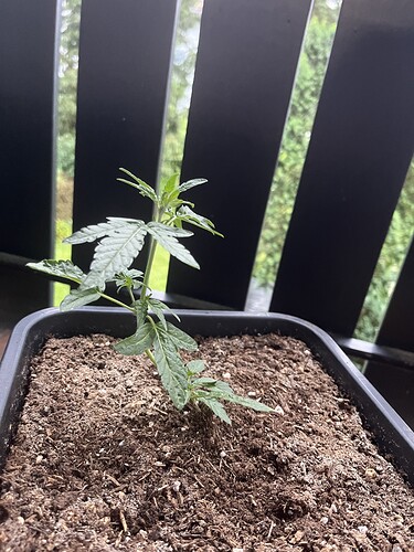 Growreport Bild 6