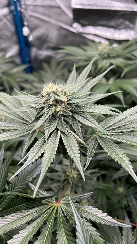 Growreport Bild 3