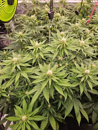 Growreport Bild 6