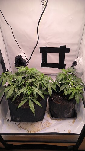 Growreport Bild 23