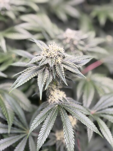 Growreport Bild 25