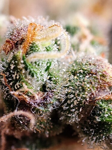 Growreport Bild 104