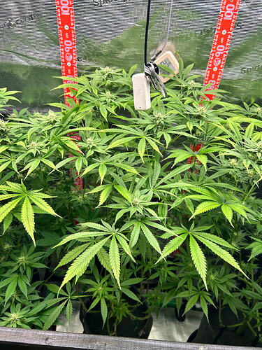Drei Cannabis-Pflanzen in einem Growzelt während der Blütephase, mit Messskalen an den Seiten und einem Hygrometer.