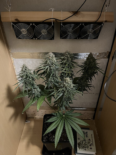 Growreport Bild 16
