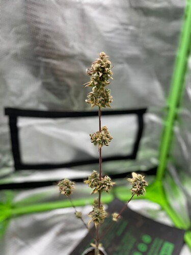 Growreport Bild 16
