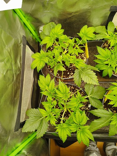 Growreport Bild 9