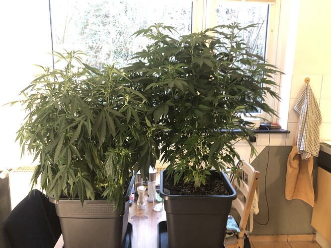 Growreport Bild 17