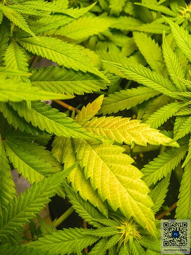 Growreport Bild 4