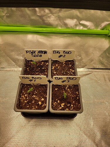 Growreport Bild 2