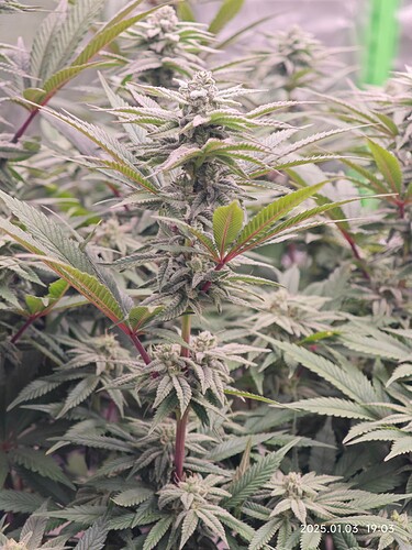Growreport Bild 16
