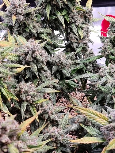 Growreport Bild 36