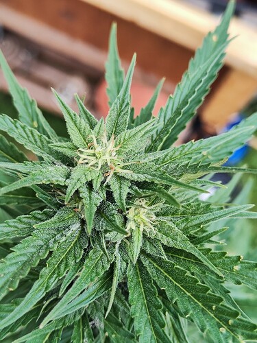 Growreport Bild 4