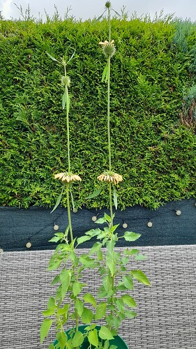 Growreport Bild 8