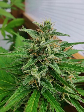 Growreport Bild 4