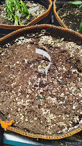 Growreport Bild 8