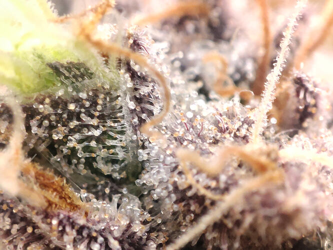 Growreport Bild 17