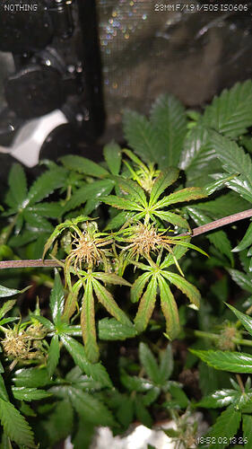 Growreport Bild 2