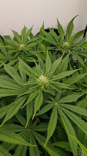 Growreport Bild 11
