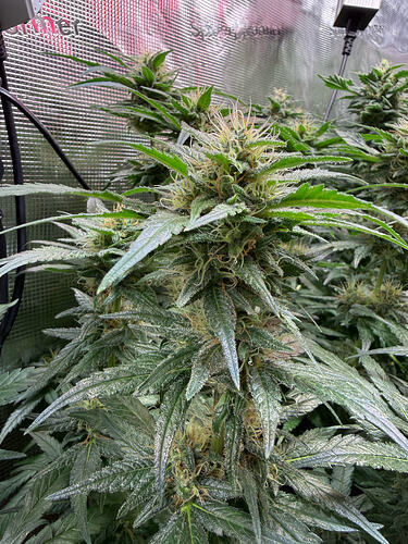 Growreport Bild 18