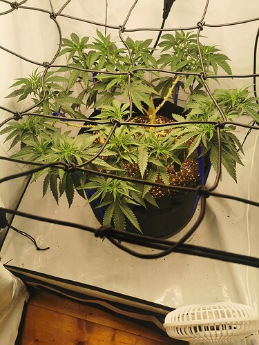 Growreport Bild 7