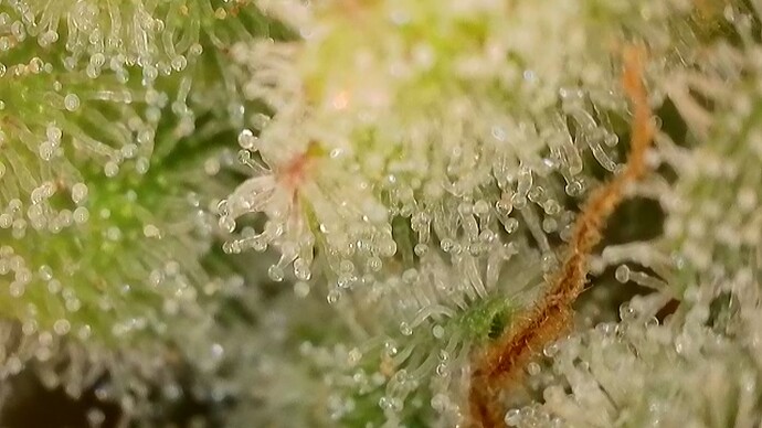 Growreport Bild 59