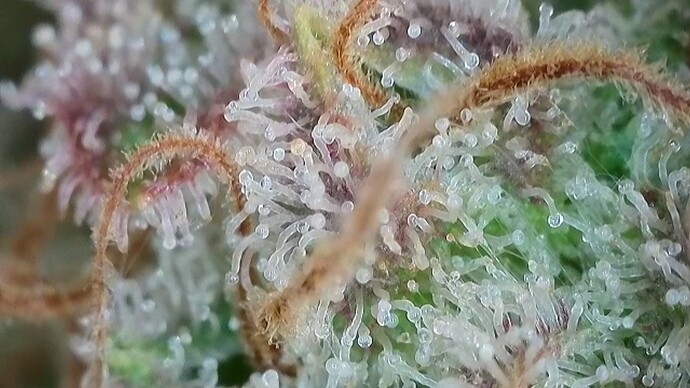 Growreport Bild 25