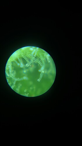 YKLO2558