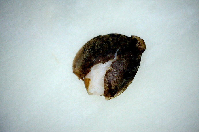 Grow25_0704_SRseed_1-Wasser