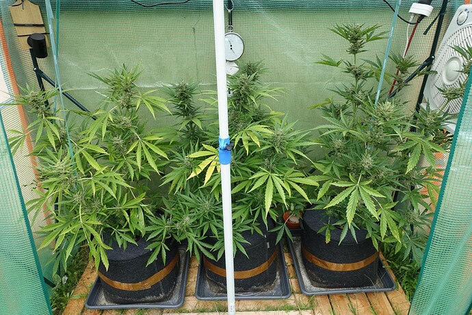 Growreport Bild 17