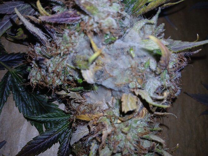 Growreport Bild 5